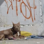 Buscan que se proteja a los animales