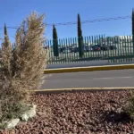 Detectan árboles secos en el Corredor Universitario; aplican foliares y fungicidas