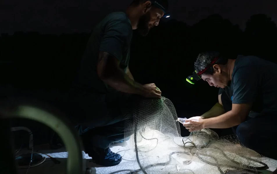 Los nuevos viajeros del canal de Panamá: peces intrusos de dos océano