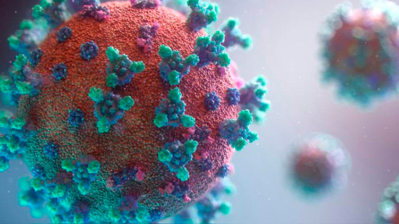 Descartan que nuevo coronavirus en murciélagos se transmita a humanos