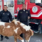 Resguarda Protección Civil a Pony que deambulaba por la ciudad