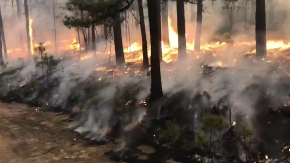 Reportan dos incendios forestales activos en Madera; trabajan 215 brigadistas para combatirlos