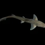 Investigadores graban por primera vez el sonido que emiten los tiburones