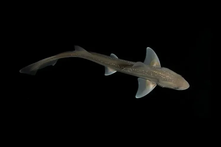 Investigadores graban por primera vez el sonido que emiten los tiburones