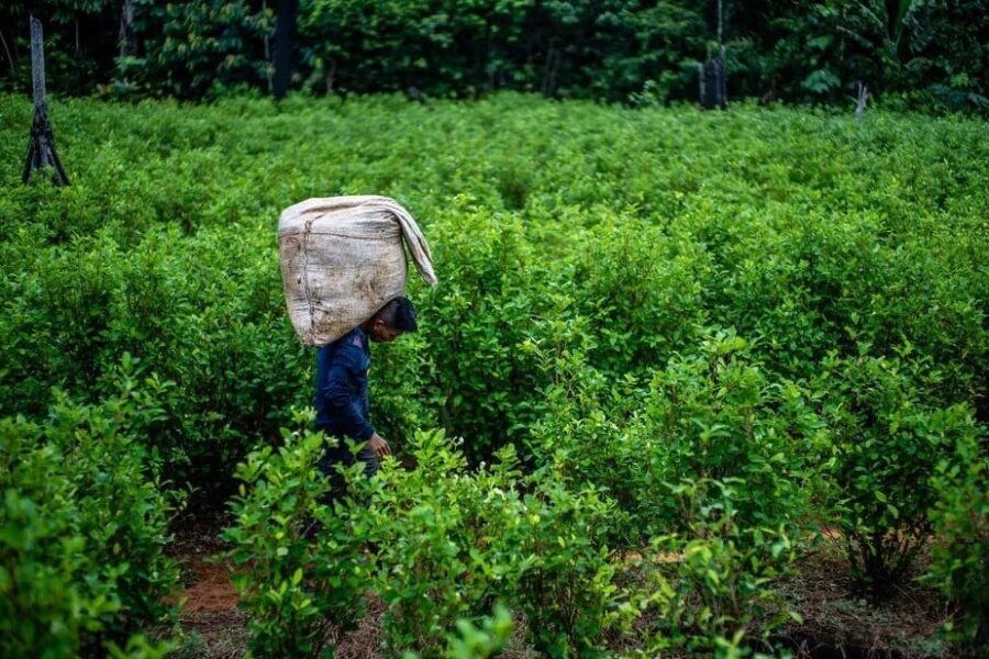 La cocaína es la droga ilegal que más crece en el mundo. Esta es la razón