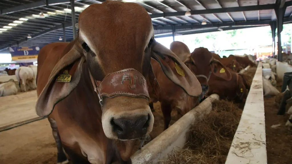 Ganaderos de Chihuahua buscan diversificar exportación ante cierre de frontera de EU por gusano barrenador thumbnail