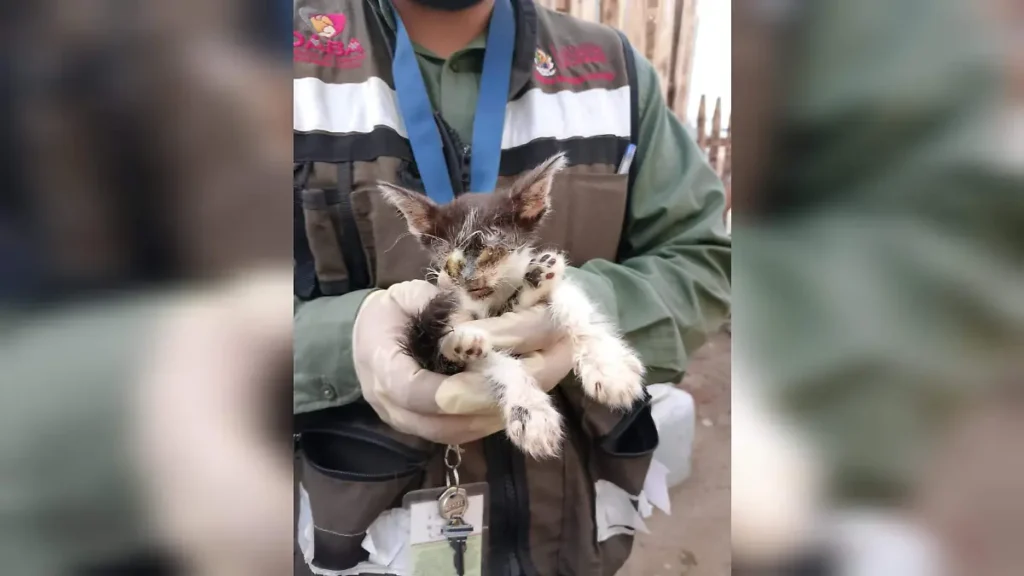 Rescatan a 12 perros y 2 gatos en estado de abandono en Misiones de Creel en Ciudad Juárez thumbnail