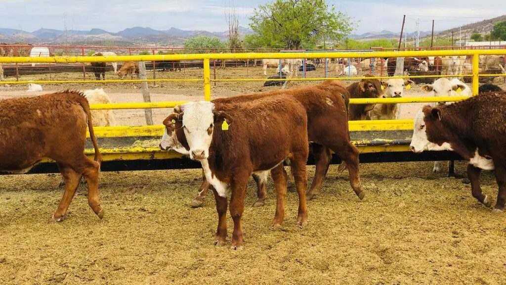 Trabajan SDR y Comité de Sanidad Pecuaria en la detección de ganado con tuberculosis thumbnail